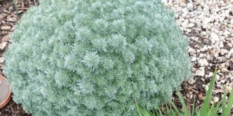 Artemisia schmidtiana 'Silver Mound'