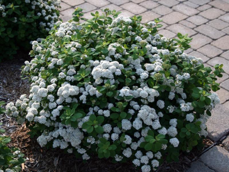 Spirea betulifolia - Tor
