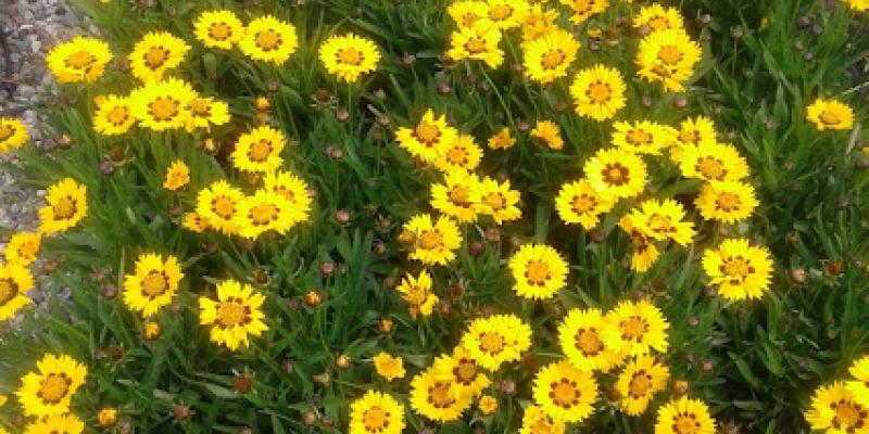 Coreopsis grandiflora Large Leaf Tick Seed