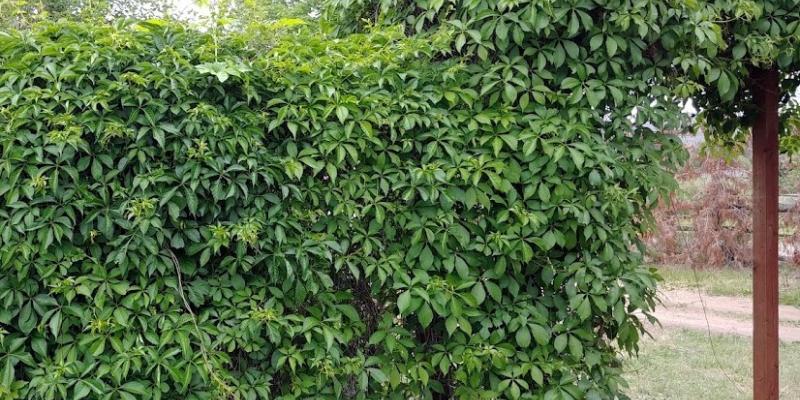 Parthenocissus quinquefolia Virginia Creeper