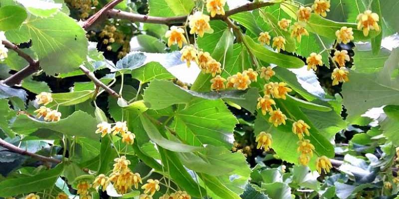Silver Linden