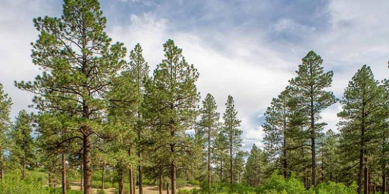 Ponderosa Pine