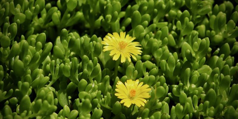 Delosperma nubigenum Hardy Yellow Ice Plant