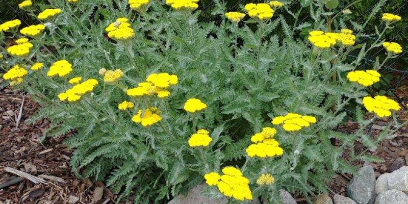 Moonshine Yarrow Achillea