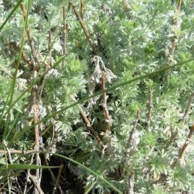 Pasture Sage Artemisia frigida