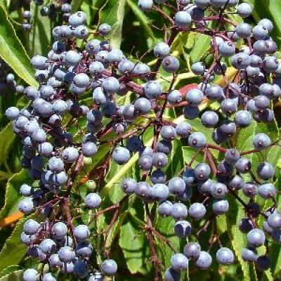 Blue elderberry Sambucus cerulea