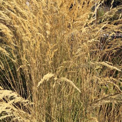 'El Dorado' Feather Reed Grass