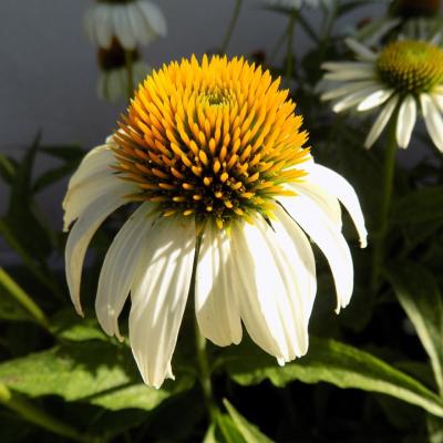 Echinacea - White Swan