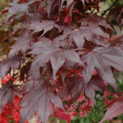 Maple - Japanese Bloodgood