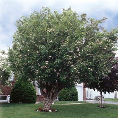 Hawthorn - Toba