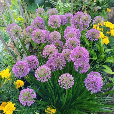 Allium - Little Sapphire