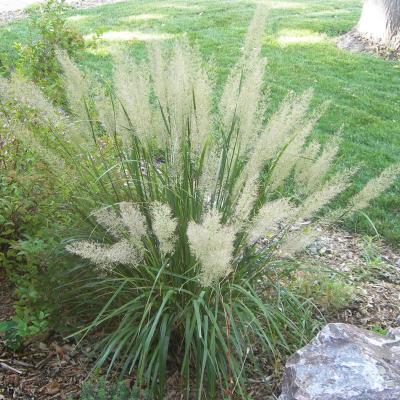 Korean Feather Reed