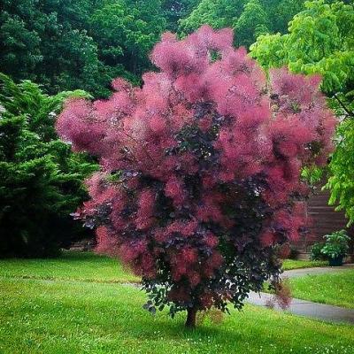Smokebush - Royal Purple