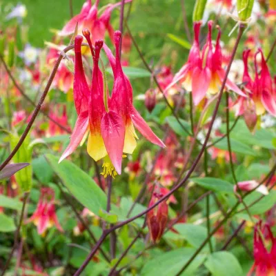 Columbine - Native Red
