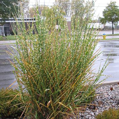 Miscanthus Porcupine
