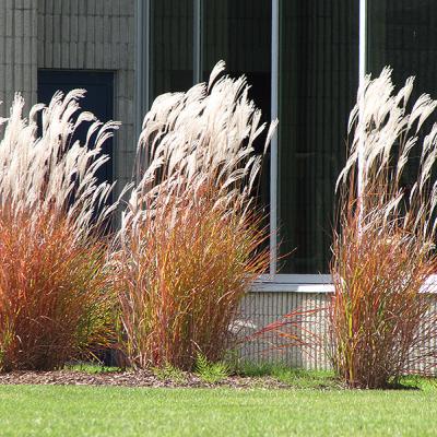 Miscanthus Flame