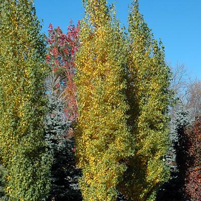 Birch - Parkland Pinnacle