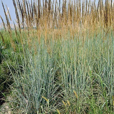 Sorghastrum nutans