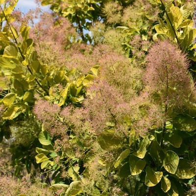 Smokebush - Golden Spirit