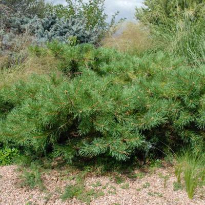 Pine - Hillside Creeper