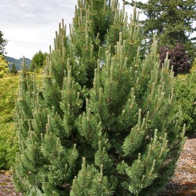 Pine - Tannenbaum