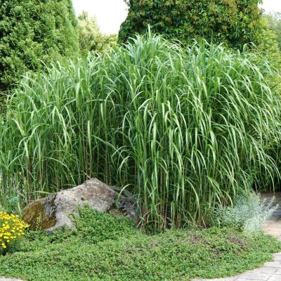 Miscanthus Giganteus