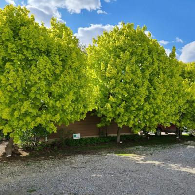 Maple - Princeton Gold