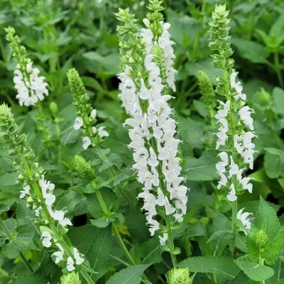 Salvia - Apex White