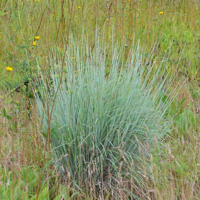 Little Bluestem Prairie Munchkin